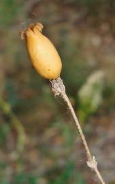 Fotografia da espécie Silene nutans subesp. nutans
