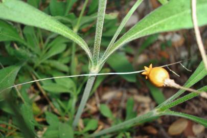 Fotografia da espécie Silene nutans subesp. nutans