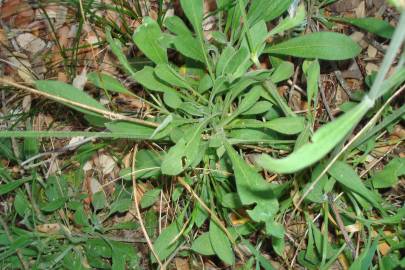 Fotografia da espécie Silene nutans subesp. nutans
