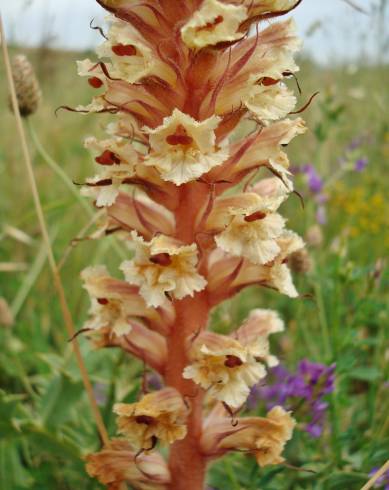 Fotografia de capa Orobanche amethystea subesp. amethystea - do Jardim Botânico