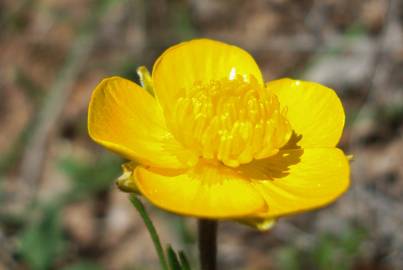 Fotografia da espécie Ranunculus paludosus