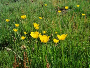 Fotografia da espécie Ranunculus paludosus