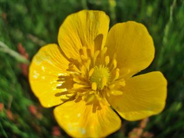 Fotografia da espécie Ranunculus paludosus