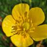 Fotografia 6 da espécie Ranunculus paludosus do Jardim Botânico UTAD