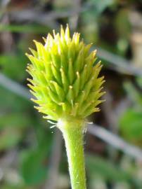 Fotografia da espécie Ranunculus paludosus