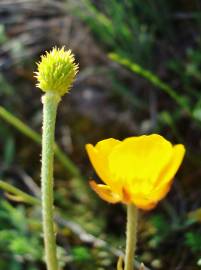 Fotografia da espécie Ranunculus paludosus