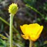 Fotografia 8 da espécie Ranunculus paludosus do Jardim Botânico UTAD