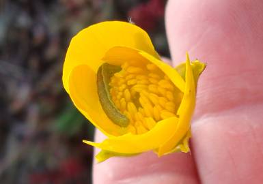 Fotografia da espécie Ranunculus paludosus