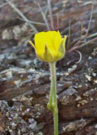 Fotografia da espécie Ranunculus paludosus