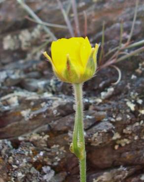 Fotografia 11 da espécie Ranunculus paludosus no Jardim Botânico UTAD