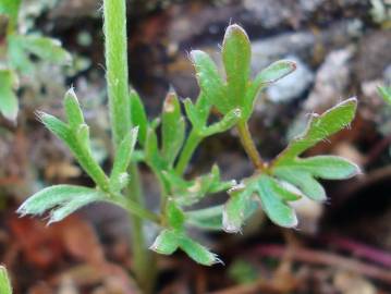 Fotografia da espécie Ranunculus paludosus