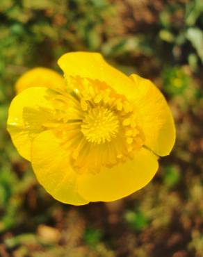 Fotografia 14 da espécie Ranunculus paludosus no Jardim Botânico UTAD