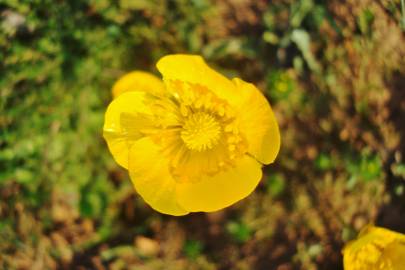 Fotografia da espécie Ranunculus paludosus