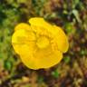 Fotografia 14 da espécie Ranunculus paludosus do Jardim Botânico UTAD