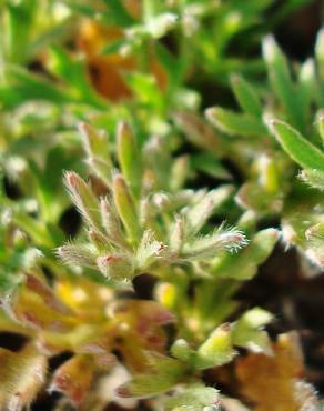 Fotografia 15 da espécie Ranunculus paludosus no Jardim Botânico UTAD