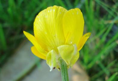 Fotografia da espécie Ranunculus bulbosus subesp. aleae var. adscendens