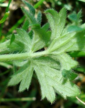 Fotografia 3 da espécie Ranunculus bulbosus subesp. aleae var. adscendens no Jardim Botânico UTAD