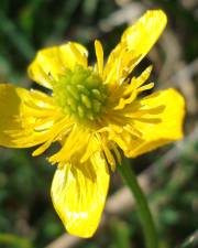 Fotografia da espécie Ranunculus bulbosus