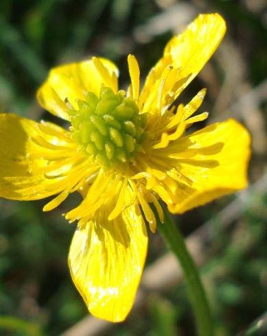 Fotografia de capa Ranunculus bulbosus subesp. aleae var. adscendens - do Jardim Botânico