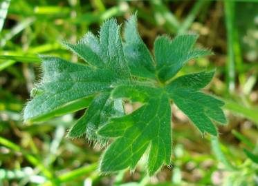 Fotografia da espécie Ranunculus bulbosus subesp. aleae var. adscendens