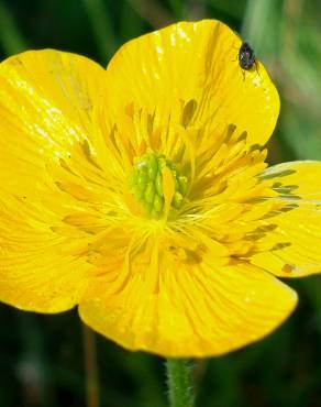 Fotografia 5 da espécie Ranunculus bulbosus subesp. aleae var. adscendens no Jardim Botânico UTAD