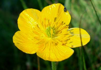 Fotografia da espécie Ranunculus bulbosus subesp. aleae var. adscendens