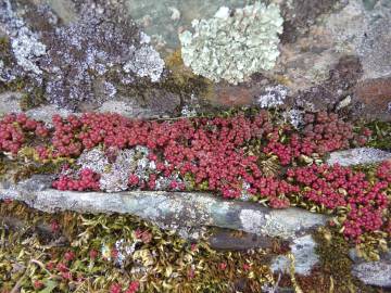 Fotografia da espécie Sedum andegavense