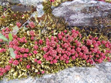 Fotografia da espécie Sedum andegavense