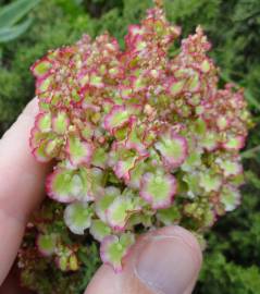 Fotografia da espécie Rumex acetosa subesp. acetosa