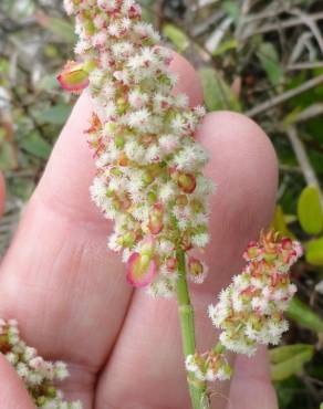 Fotografia 9 da espécie Rumex acetosa subesp. acetosa no Jardim Botânico UTAD