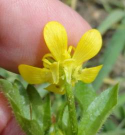 Fotografia da espécie Ranunculus muricatus