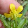 Fotografia 12 da espécie Ranunculus muricatus do Jardim Botânico UTAD