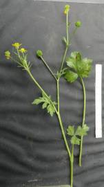 Fotografia da espécie Ranunculus muricatus