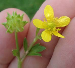 Fotografia da espécie Ranunculus muricatus