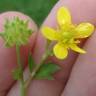 Fotografia 15 da espécie Ranunculus muricatus do Jardim Botânico UTAD