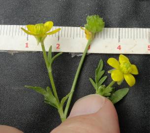 Fotografia da espécie Ranunculus muricatus