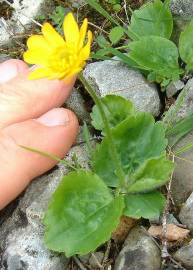 Fotografia da espécie Ranunculus bullatus