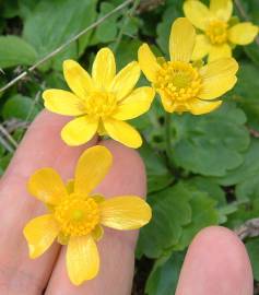 Fotografia da espécie Ranunculus bullatus