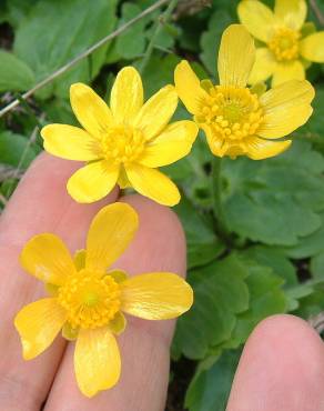 Fotografia 7 da espécie Ranunculus bullatus no Jardim Botânico UTAD