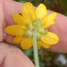 Fotografia 8 da espécie Ranunculus bullatus do Jardim Botânico UTAD