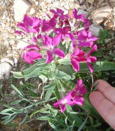 Fotografia da espécie Matthiola incana subesp. incana