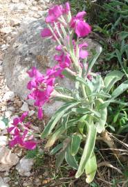 Fotografia da espécie Matthiola incana subesp. incana