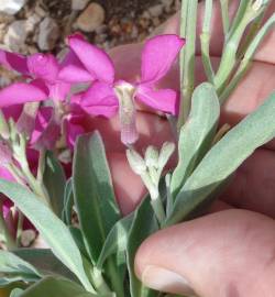 Fotografia da espécie Matthiola incana subesp. incana