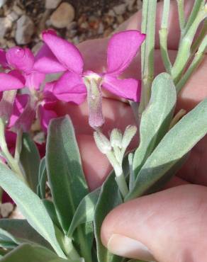 Fotografia 19 da espécie Matthiola incana subesp. incana no Jardim Botânico UTAD