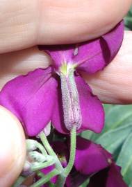 Fotografia da espécie Matthiola incana subesp. incana