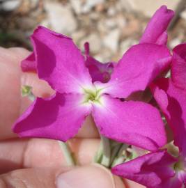 Fotografia da espécie Matthiola incana subesp. incana