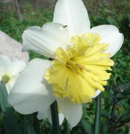 Fotografia da espécie Narcissus pseudonarcissus subesp. pseudonarcissus