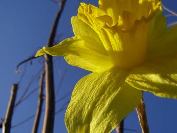 Fotografia da espécie Narcissus pseudonarcissus subesp. pseudonarcissus