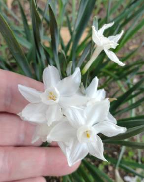 Fotografia 14 da espécie Narcissus papyraceus no Jardim Botânico UTAD