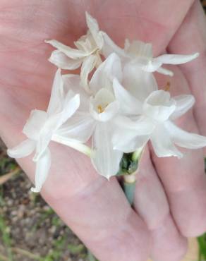 Fotografia 15 da espécie Narcissus papyraceus no Jardim Botânico UTAD